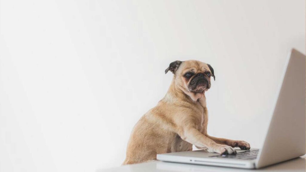 Pet on a laptop